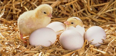 目前蛋鸡处于高存栏、蛋价震荡阶段，养殖户应保持合理养殖规模